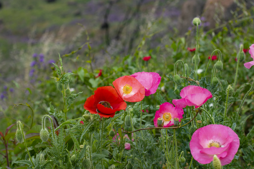 Poppies! Common or Corn Poppies seen along Yerba Buena Roa… Flickr