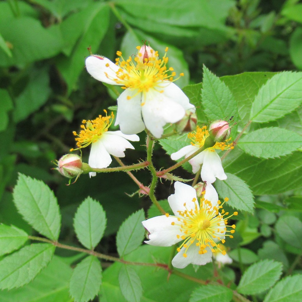 Wild Roses The hedge rows at Phelps Wildlife Management Ar… Flickr