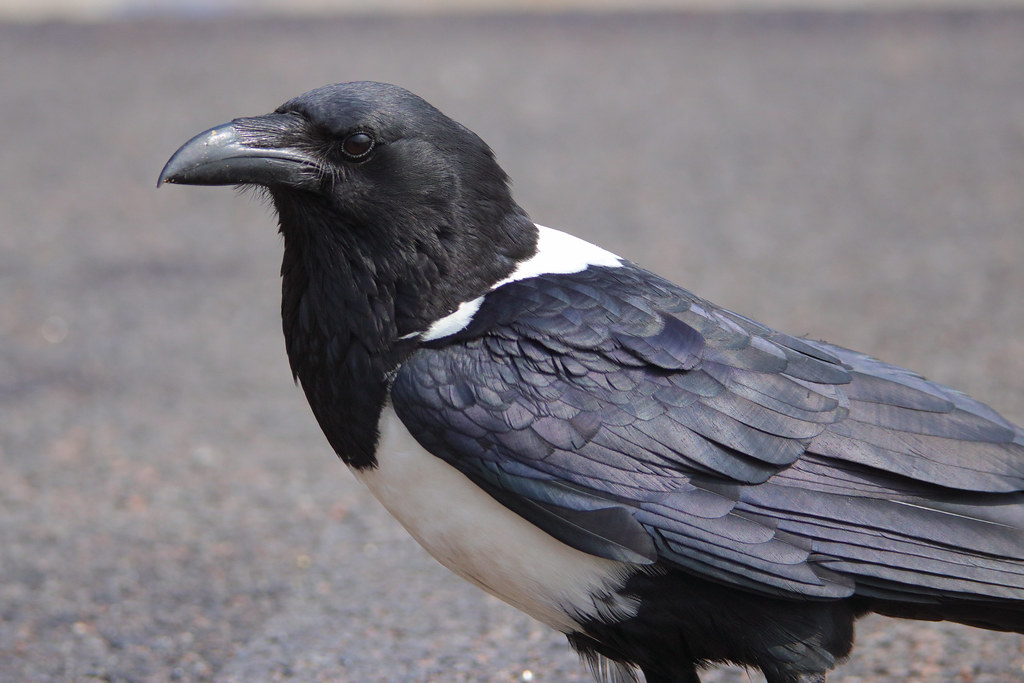 What Do Crows Eat? We Claw, Peck, And Bite Into Their Diet! Love The Birds