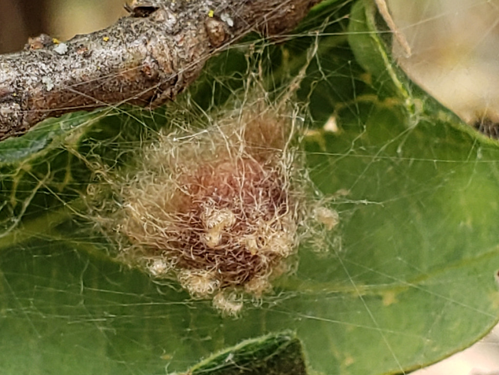 20190518_101128b Spider egg sac, possibly that of the Gard… Flickr
