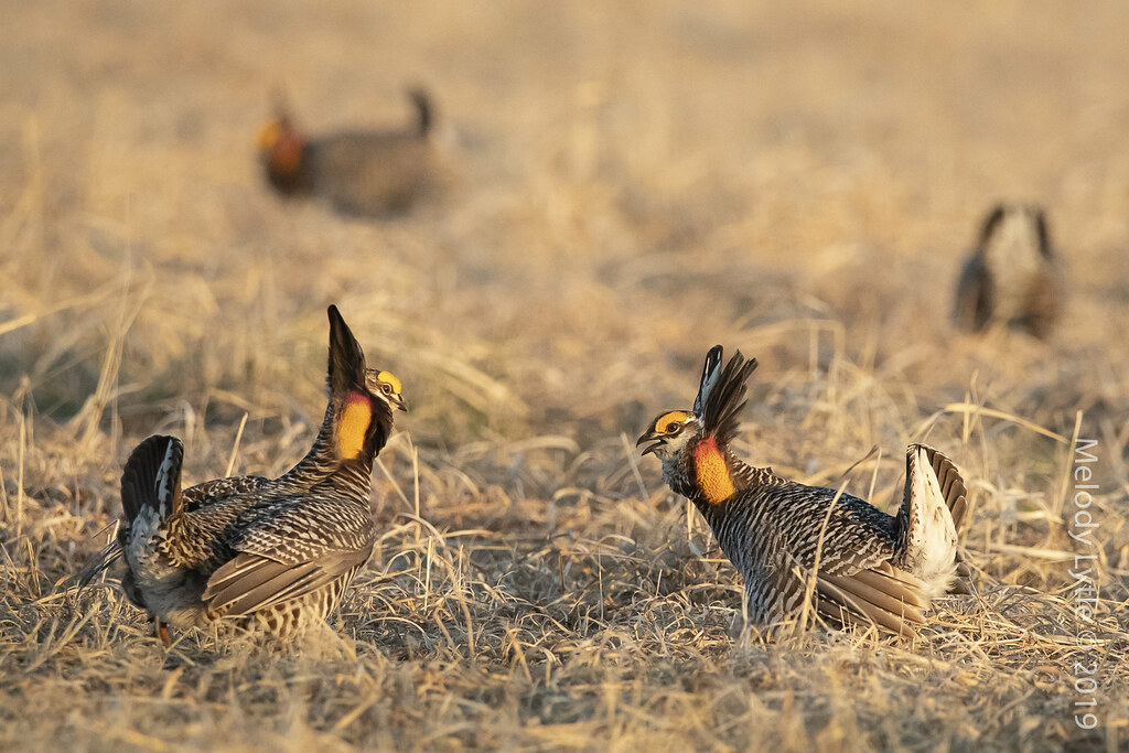 Greater Prairie Chickens Males on the lek. This stand off … Flickr