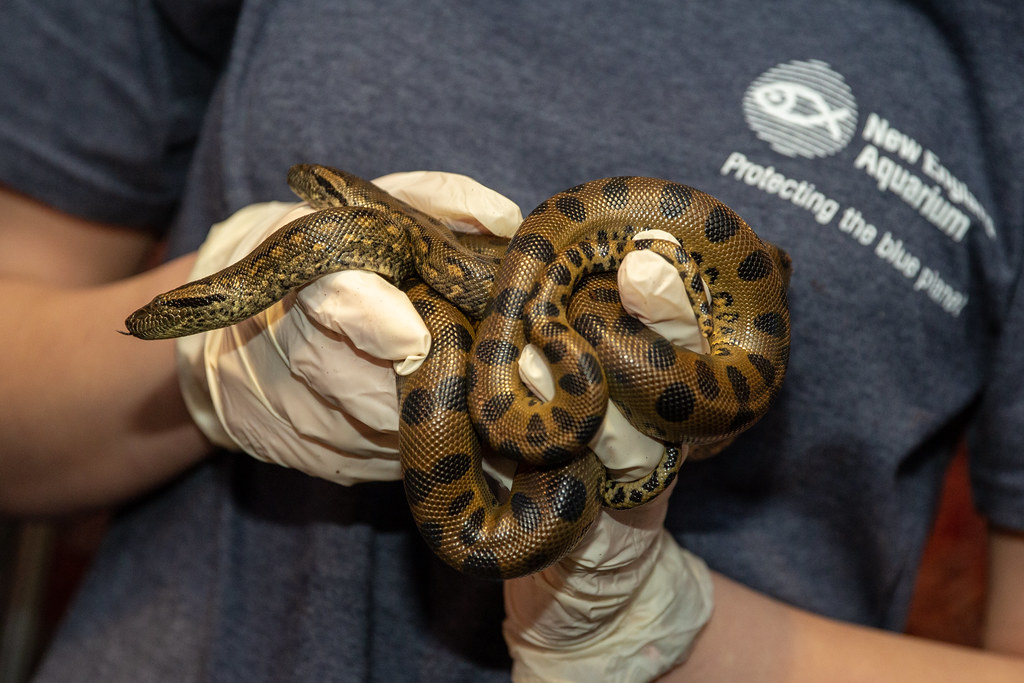 Rare Birth Brings Baby Anacondas to New England Aquarium Flickr