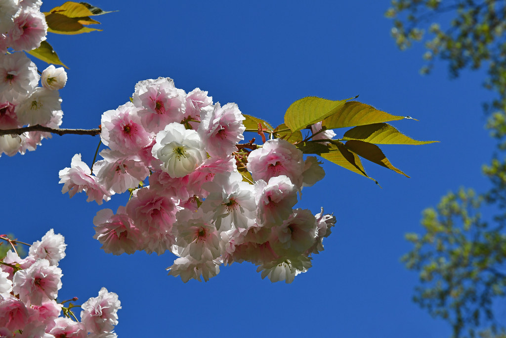 Detail of Cherry Blossoms Highland Park. Houston, Texas. Flickr