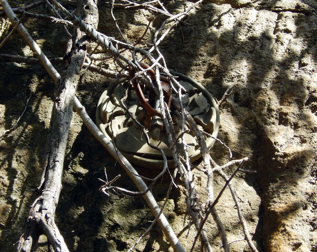 Rosette, Lawry Plunkett Reserve, Mosman, Sydney, NSW. Flickr