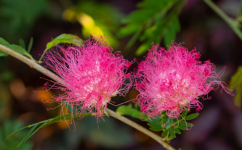 Powder Puff Brown Darwin Botanic Gardens, Darwin,… Flickr