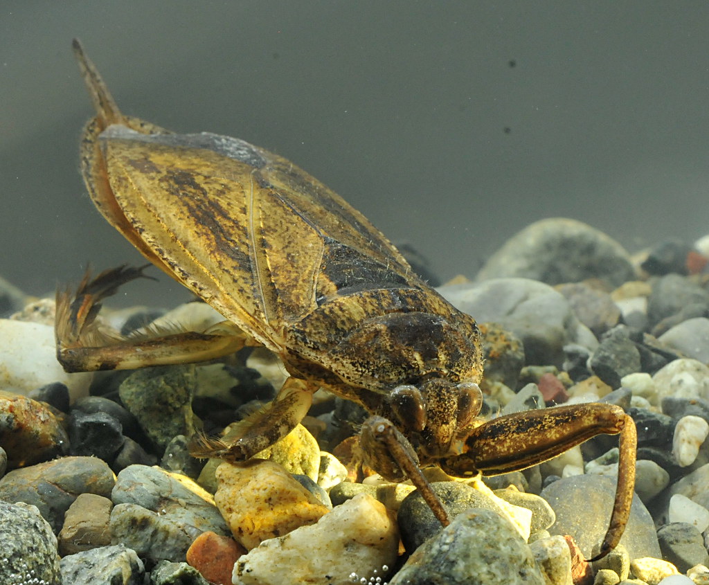 Giant Water Bug Giant Water Bug, Chawathil Mike Pearson Flickr