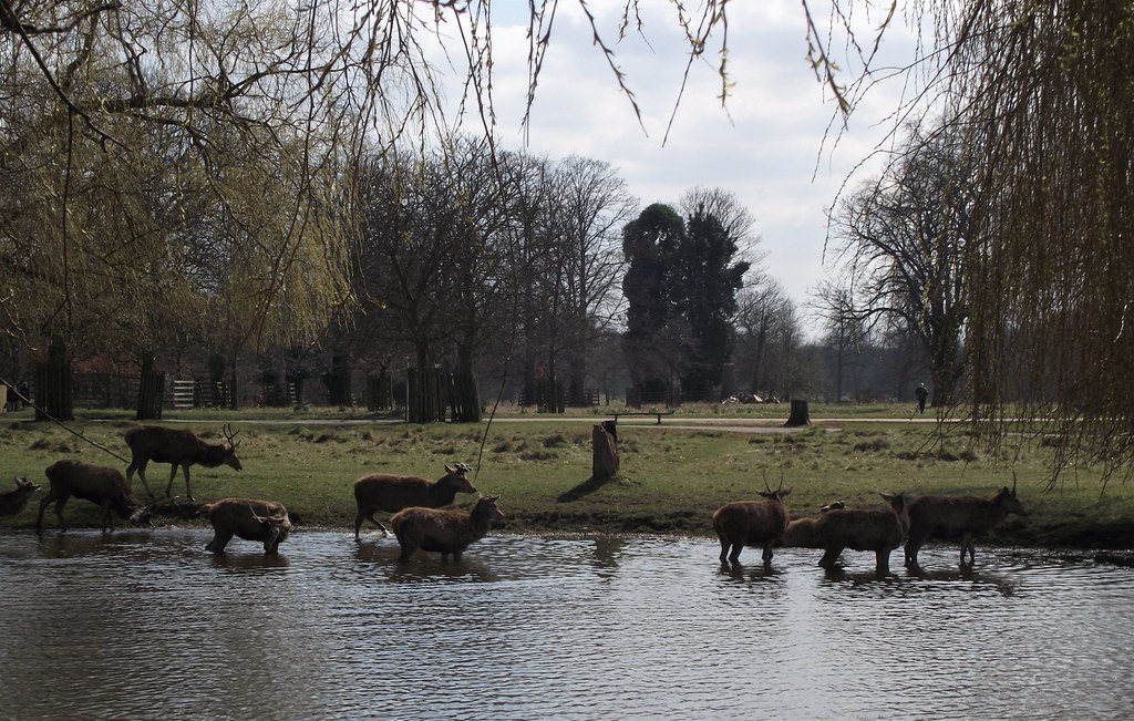 Bushy Park. Red Deer. Gary Smithers Flickr