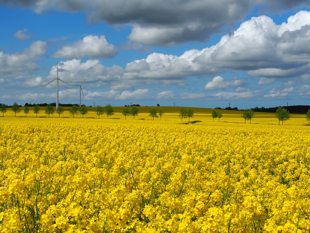 Yet another yellow field Allerød, Denmark Gudrun Dalgeir Flickr