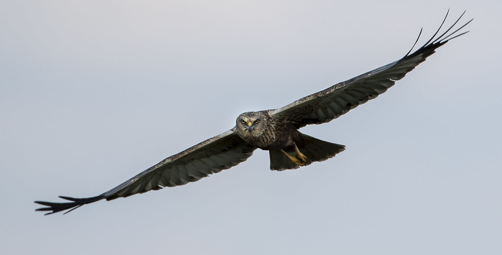 Elevation of Woodgates Cl, North Ferriby HU14 3JS, UK Topographic Map
