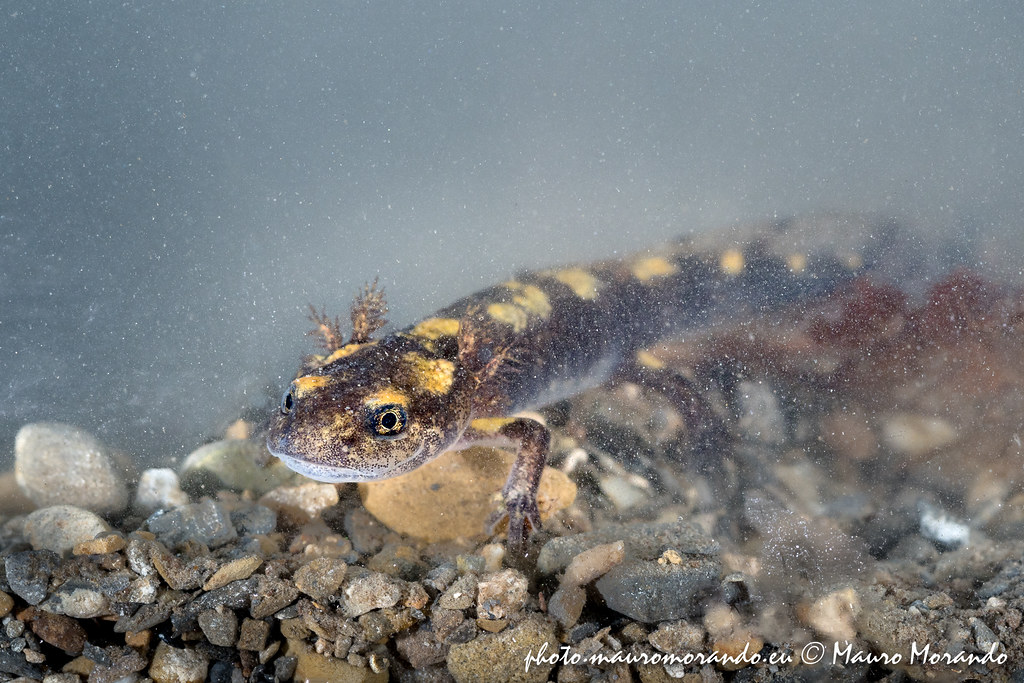 Larva di Salamandra, Fire salamander larva Savignone (GE… Flickr