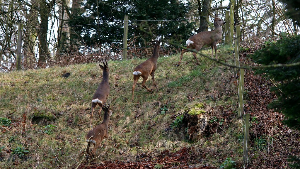 Roe Deer in the Tayfield Estate, Newport on Tay milnefaefife Flickr