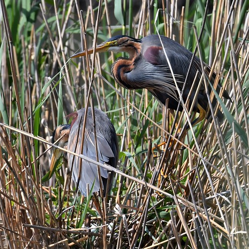 héron pourpré nid 19C_8789 en bas de la photo on voit bien… Flickr