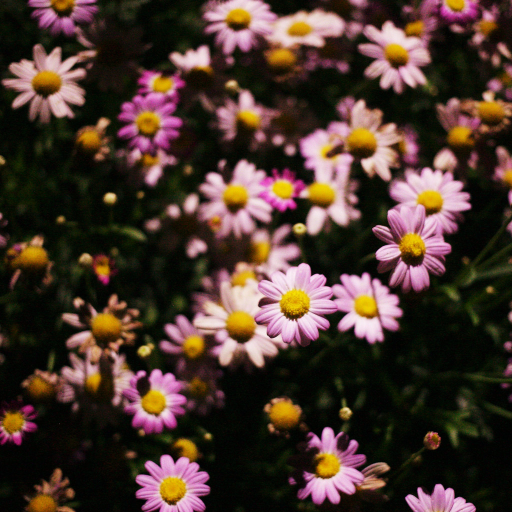 nocturne Another picture of the daisies at night! I took b… Flickr