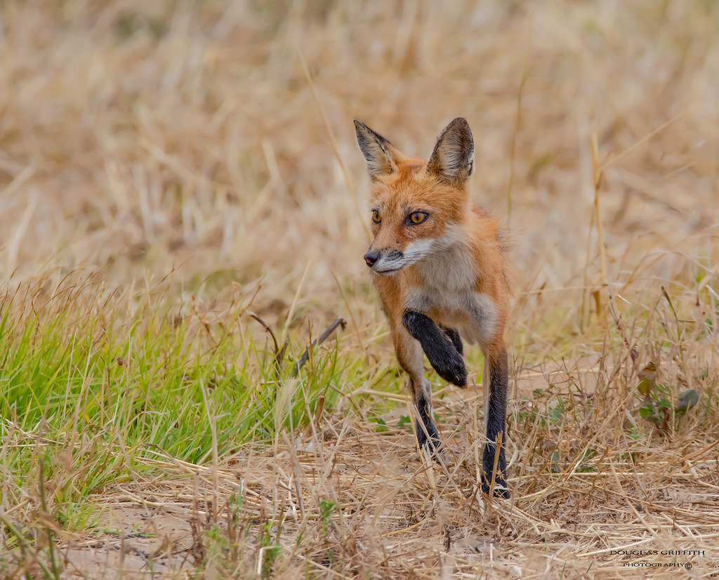 Red Fox Califronia From 1905 to 1919, red foxes from the… Flickr