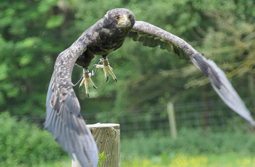 Bateleur Eagle, Cotswold Falconry Centre, Gloucestershire,… Flickr
