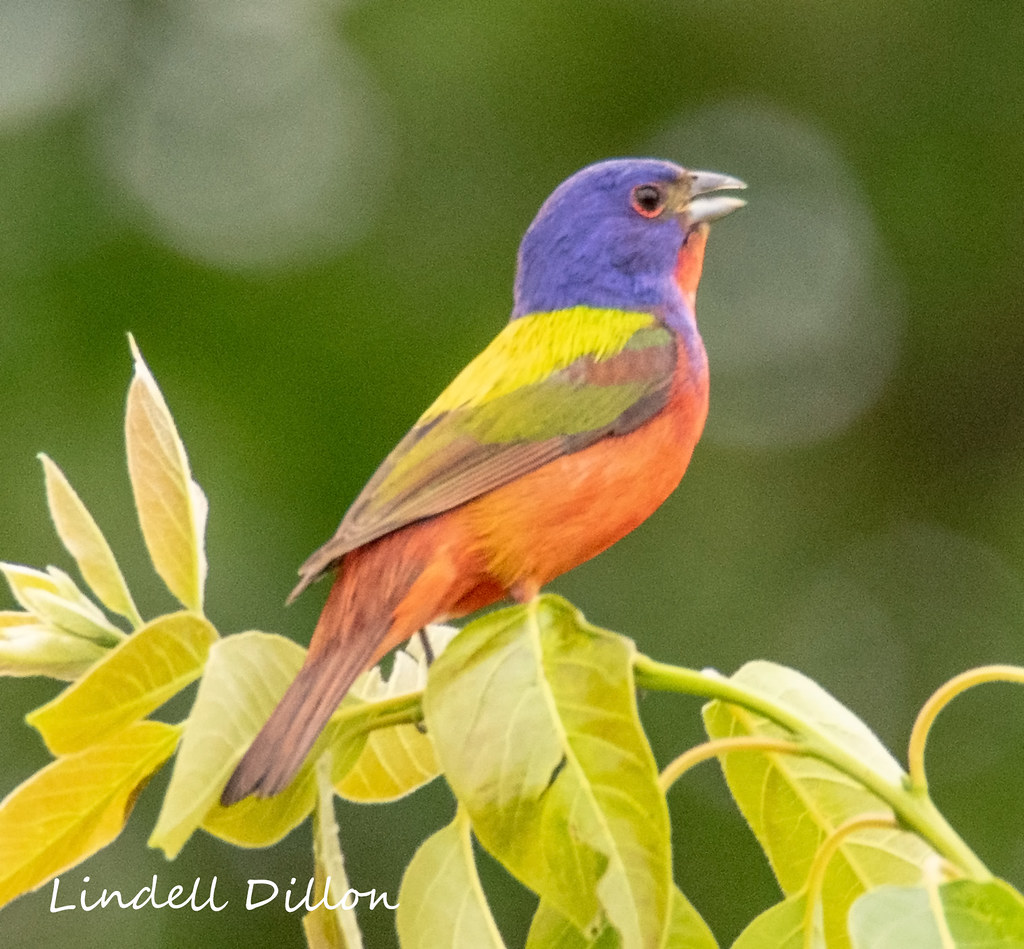 Painted Bunting Male bunting on a summer breeding territor… Flickr
