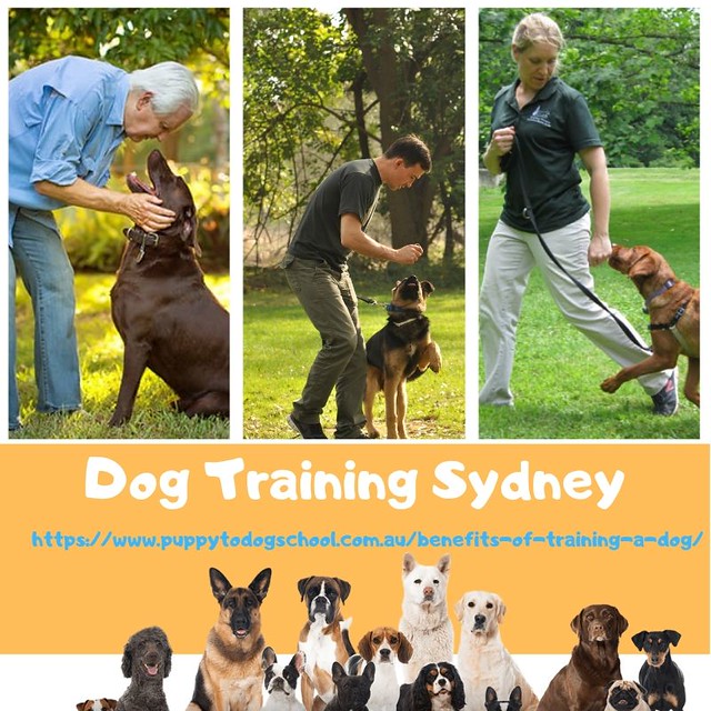 Dog Training Sydney The following tips of Dog Training Syd… Flickr