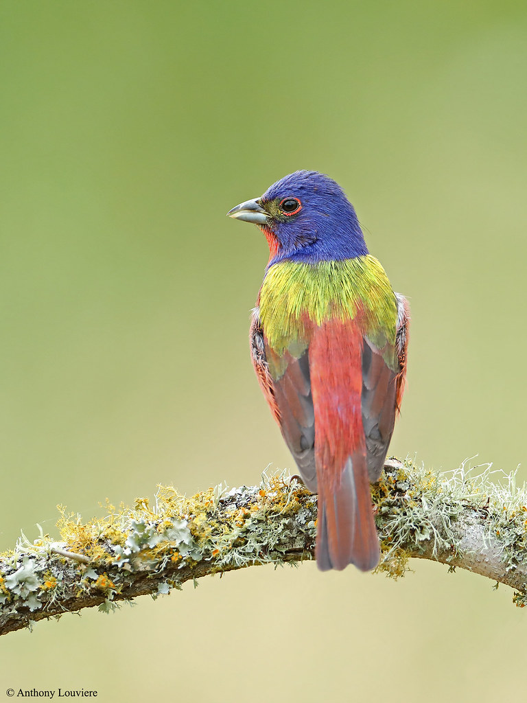 Painted Bunting Austin, Texas Anthony Louviere Flickr