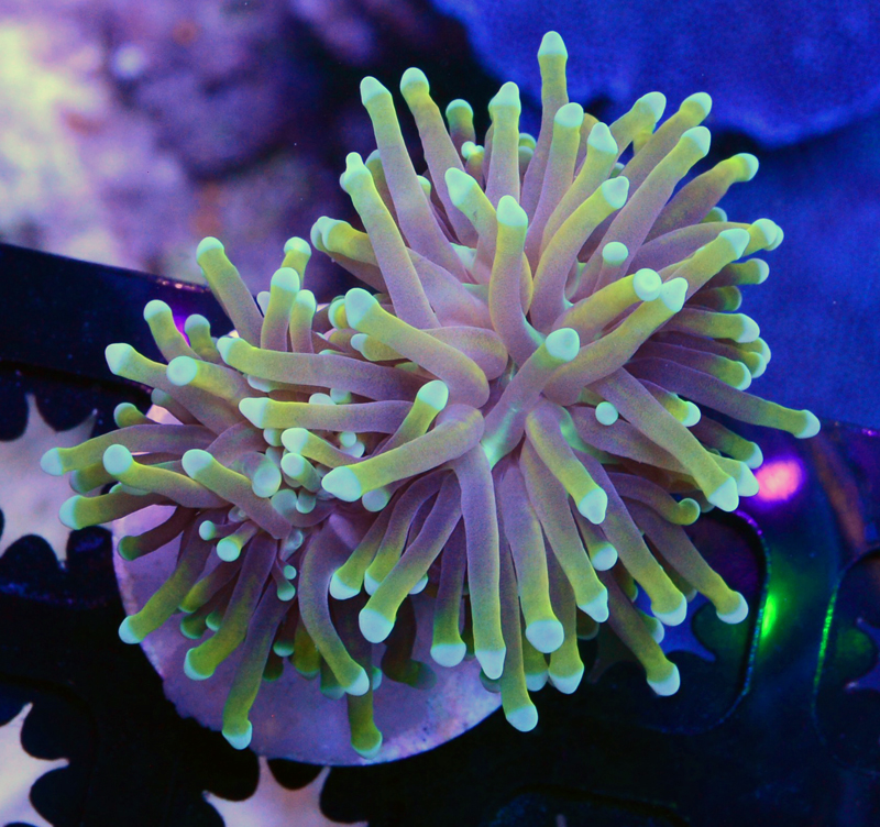 Indo Gold Torch Reef Central Online Community