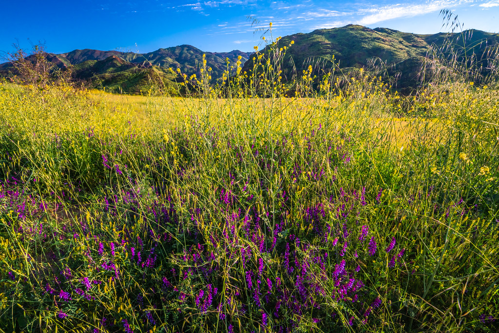 Malibu Canyons California Wildflowers Superbloom! Malibu C… Flickr