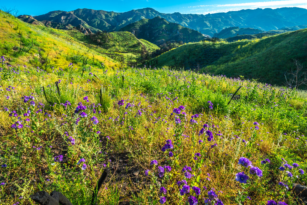 Malibu Canyons California Wildflowers Superbloom! Malibu Creek State