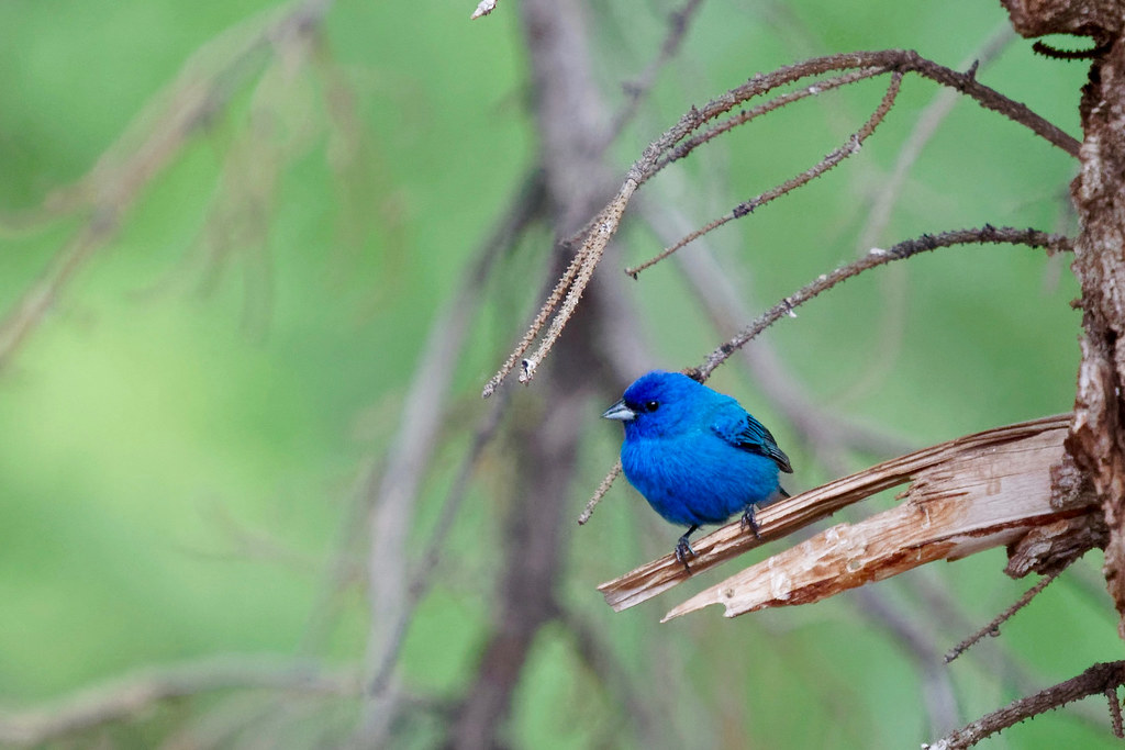 Indigo Bunting Payson, Utah Andrew Judd Flickr