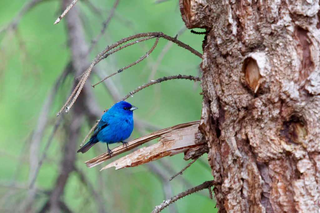 Indigo Bunting Payson, Utah Andrew Judd Flickr