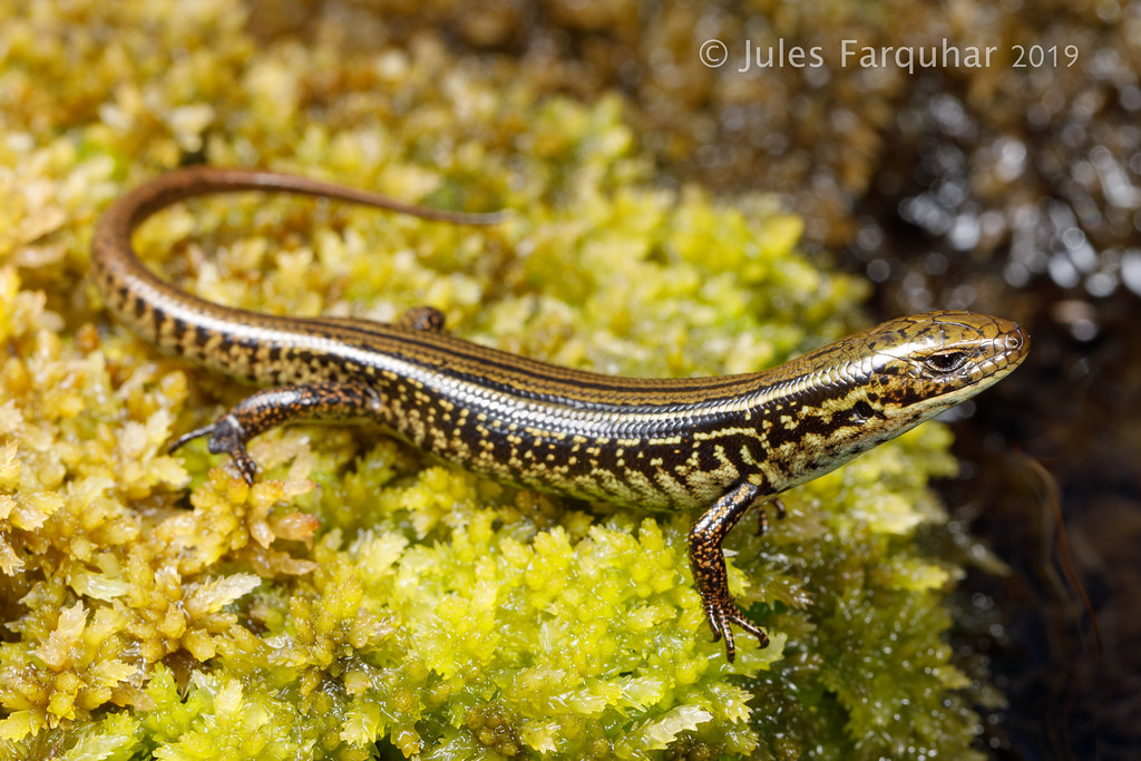 Alpine Water Skink (Eulamprus kosciuskoi) Snowy