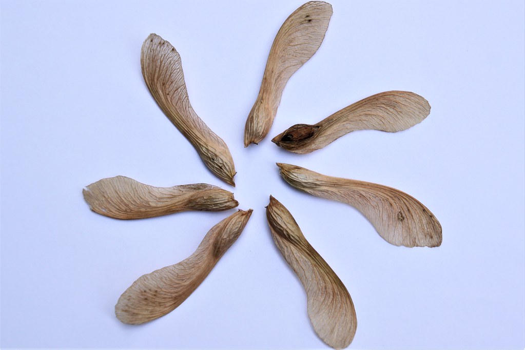 Maple Samaras Seed pods of the Silver Maple (Acer sacchari… John