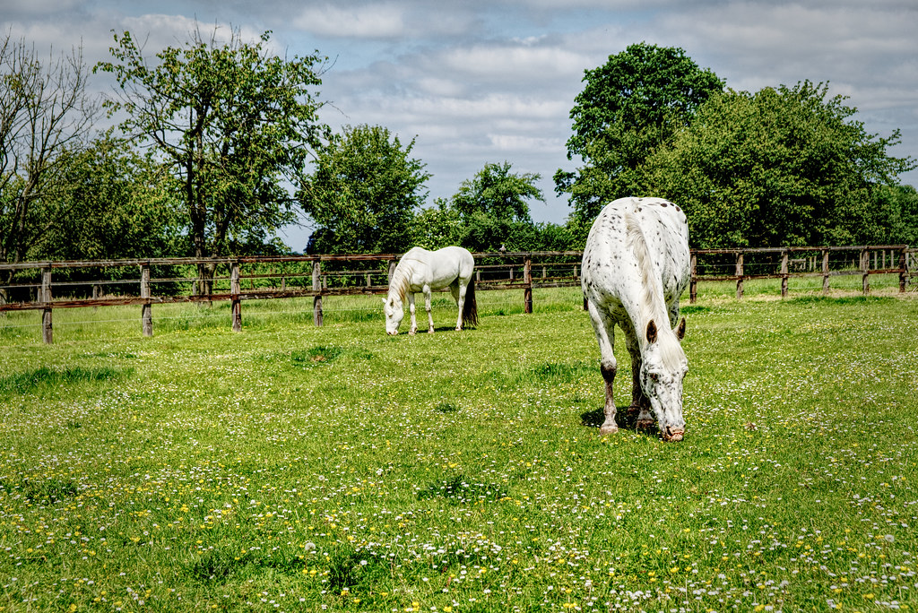 Horses In Spring Horses grazing in a meadow with daisies a… Flickr