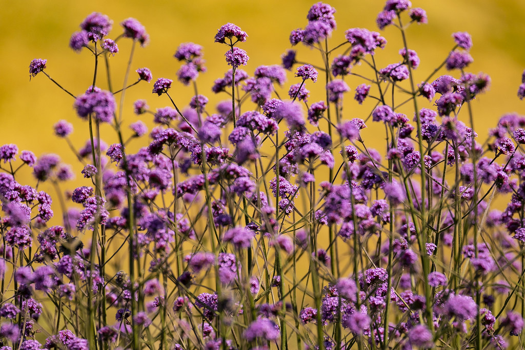 Verbena Bonariensis, Madrid, Spain. Verbena Bonariensis in… Flickr