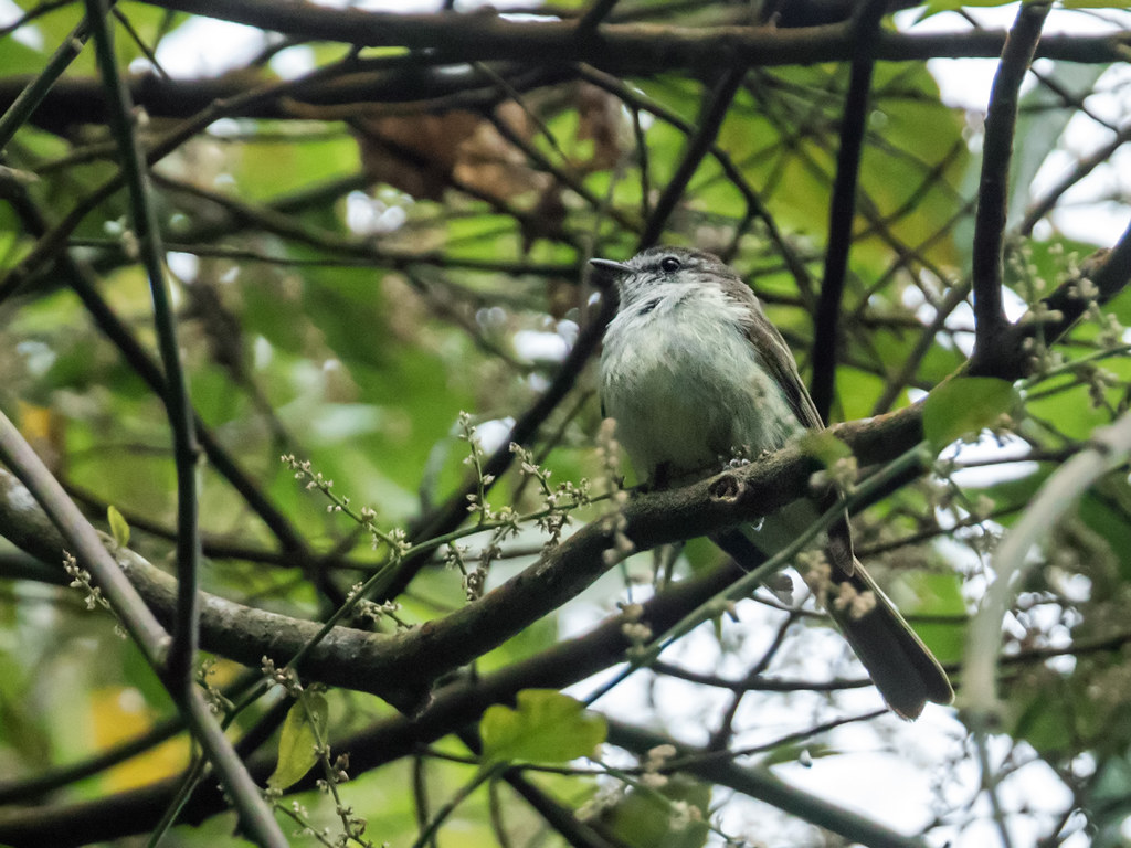 Jamaican Elaenia Myiopagis cotta Hardware Gap, Blue Mounta… Flickr