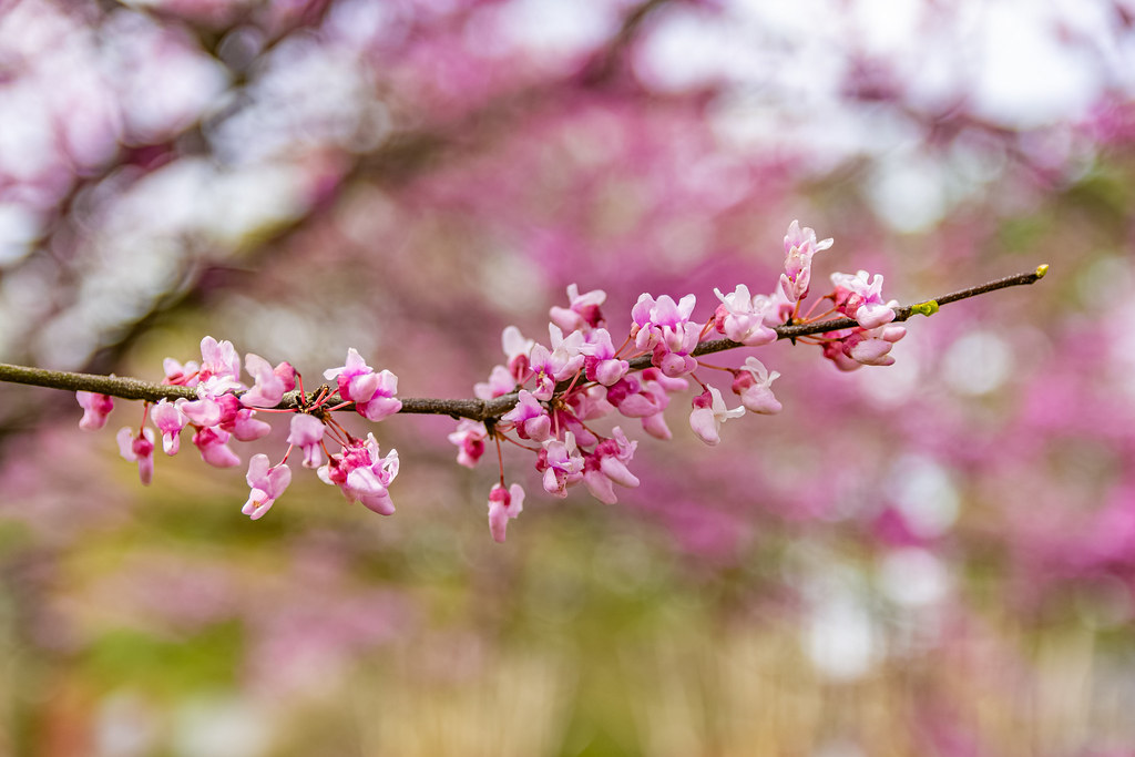 Cherry Blossom, Richmond, VA April 10, 2019 Richmond, VA N… Flickr