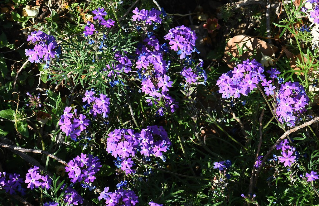 Moss Verbena, Glandularia pulchella Reid Park, Tucson, Pim… Flickr