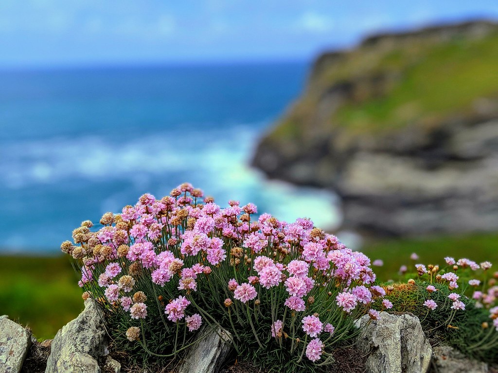 Flowers by the sea Andrew Martin Flickr