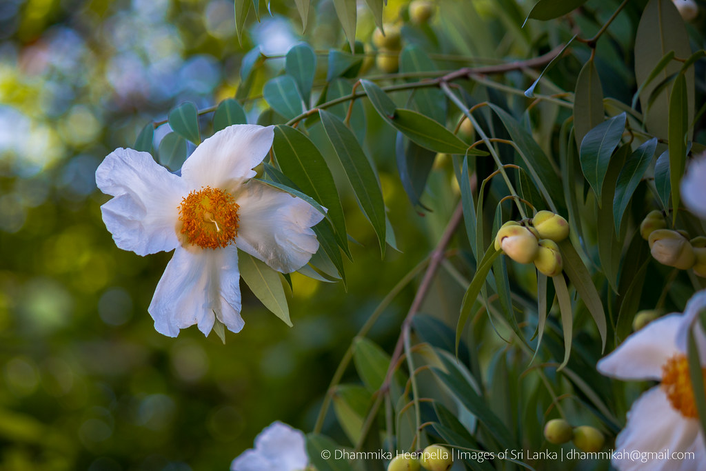 20190602IMG_7850.jpg Naa flower or Sri Lankan ironwood, I… Flickr