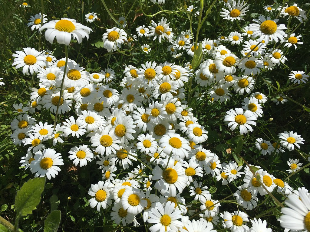 Daisies Seen near where I live on June 2nd, 2019. Eric Chumachenco