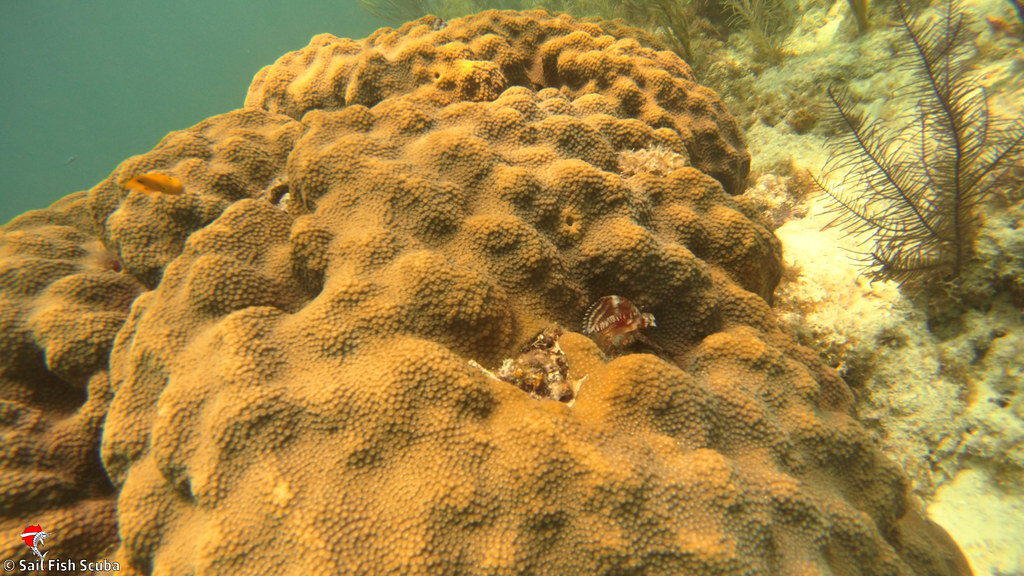 Summer Scuba Diving Conditions Key Largo Florida Keys Flickr