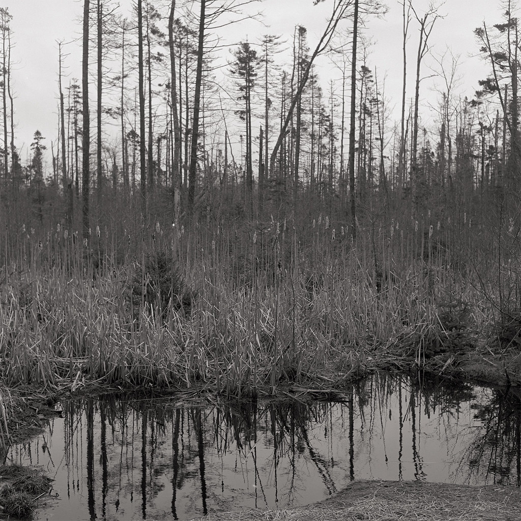 img825c January Lane, Owls Head Maine. April 2019. Rolleif… Flickr