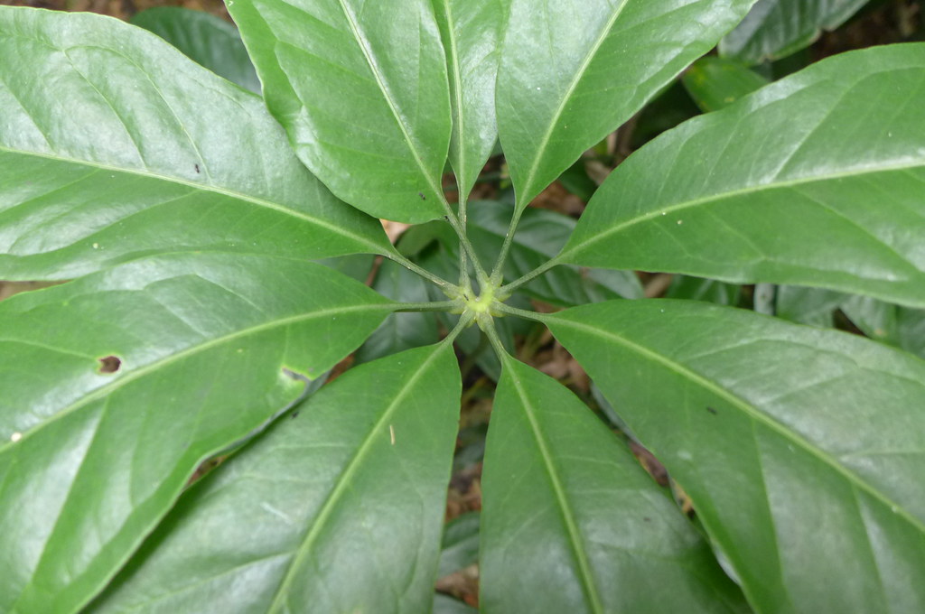 Anthurium kunthii Digitate leaf Flickr