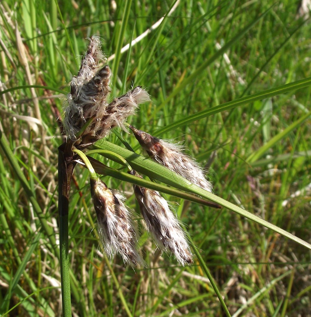 Eriophorum angustifolium CottonGrass), Ardnish, S… Flickr