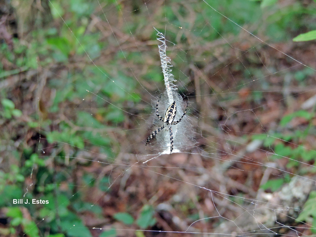 Florida Garden Spider (Argiope florida) a photo on Flickriver