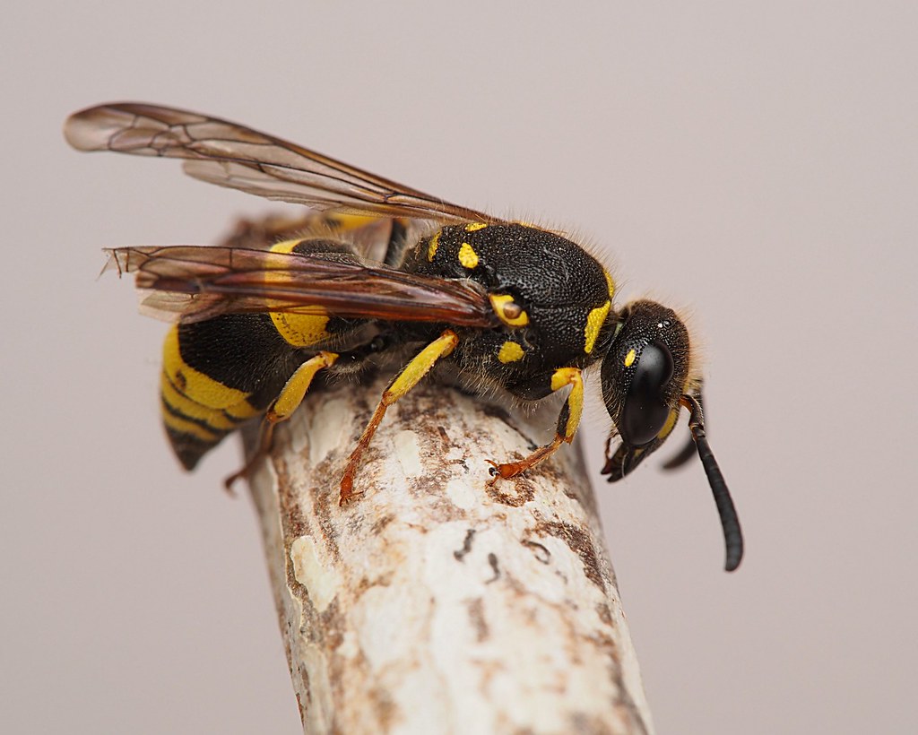 European Tube Wasp Usually a difficult one but its lost th… Flickr