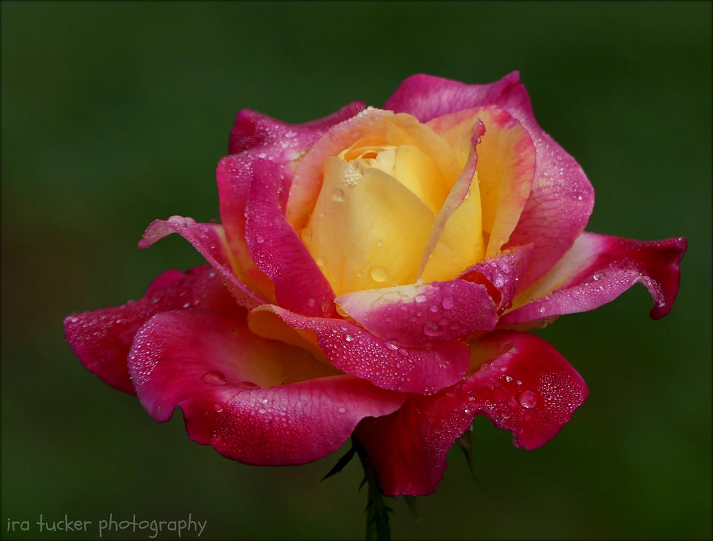 A profusion of pink roses bending ragged in the rain speak… Flickr