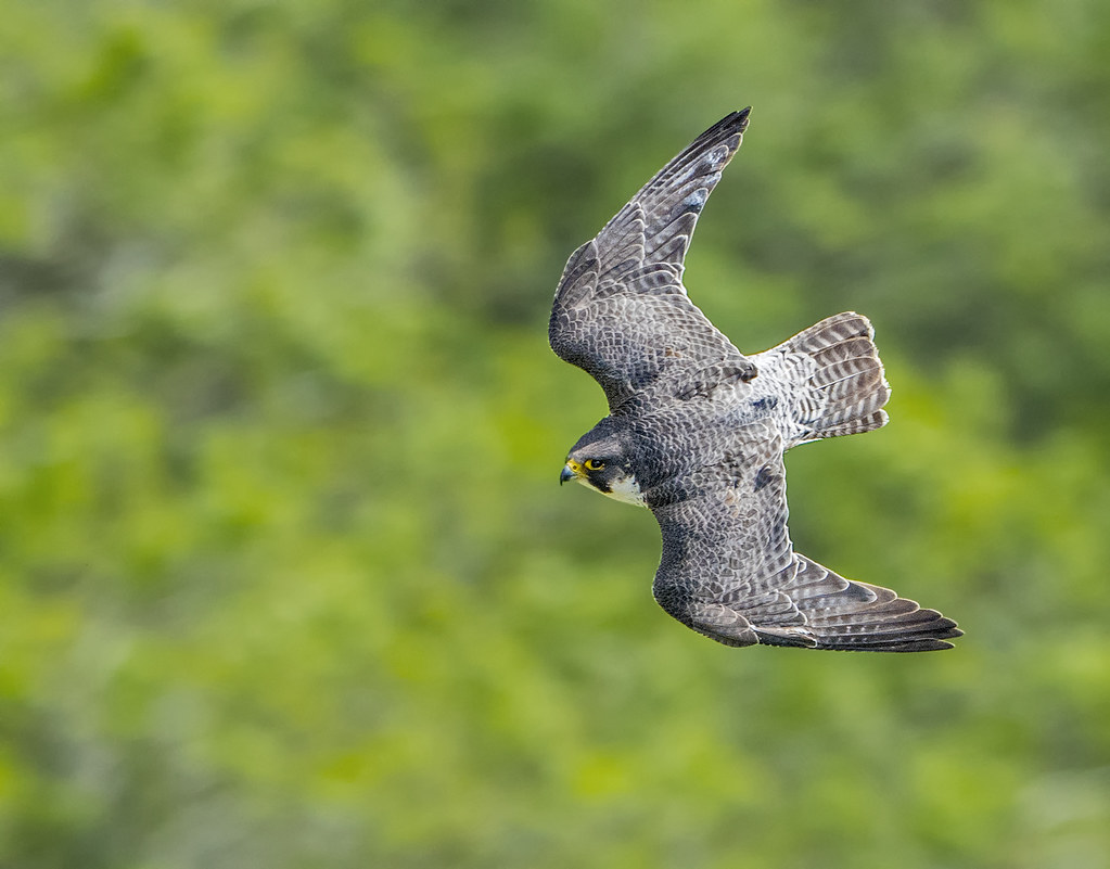 Peregrine Falcon Malham Cove, Yorkshire Blog www.gtbirdi… Flickr