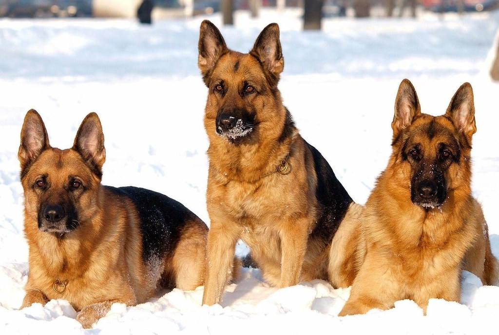 Buy Cheap German Shepherd Puppies for Sale Billgermanshe… Flickr