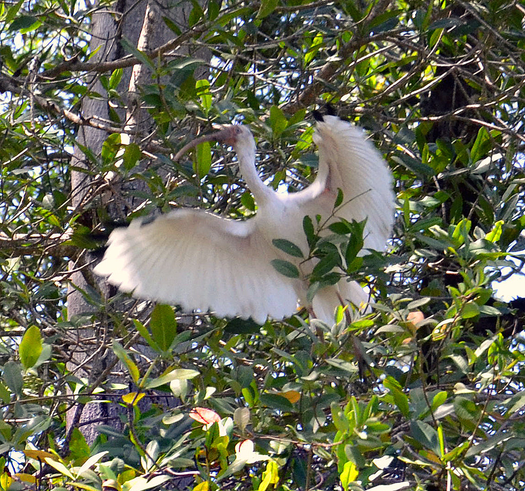 DSC_0331p1 Great Egret with wings unfurled. Andy961 Flickr