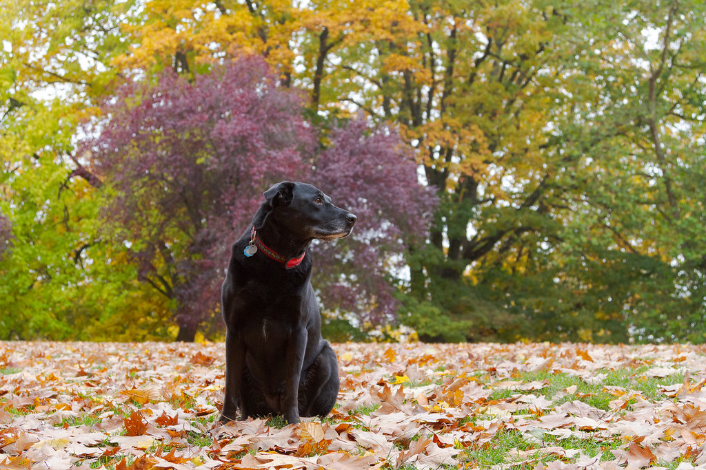 Fall in Irving Park Boolie