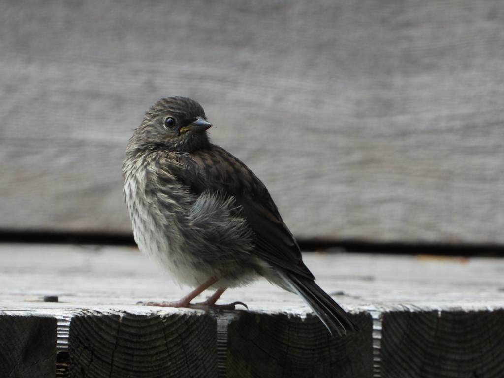 may 24 2019 1328 fledgling Darkeyed Junco boonibarb Flickr