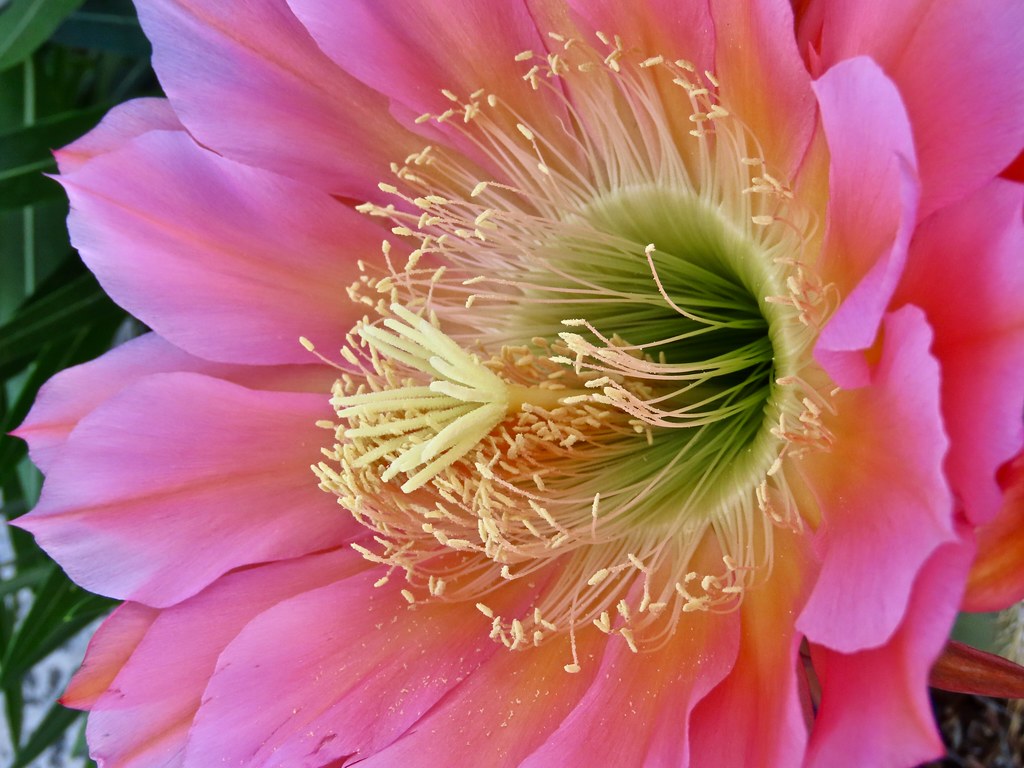 Trumpet Flower Cactus Trumpet Flower Cactus Pink, Yellow, … Flickr